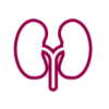 kidney