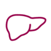 liver